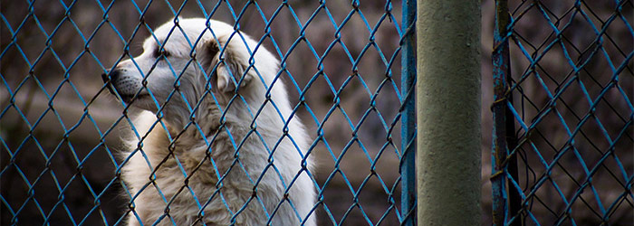 Dog Looking Through a Fence