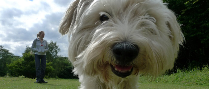 Speak to Dog Owner About Problems Owner Walking Dog no Leash
