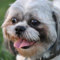 Best Way to Clean Shih Tzu Eyes