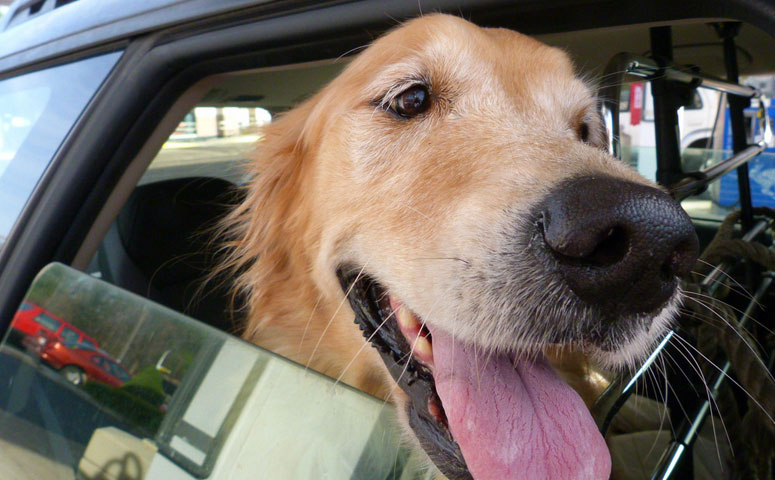 Best Way to Get Dog Hair Out of Car Upholstery