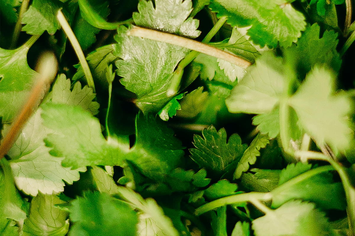 fresh-cilantro