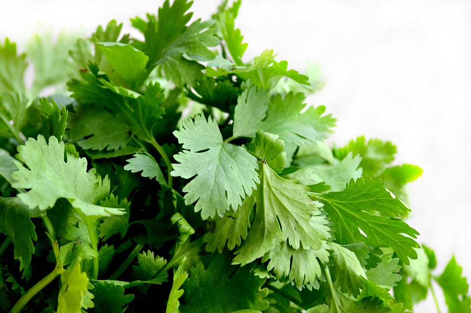 Can You Freeze Cilantro?