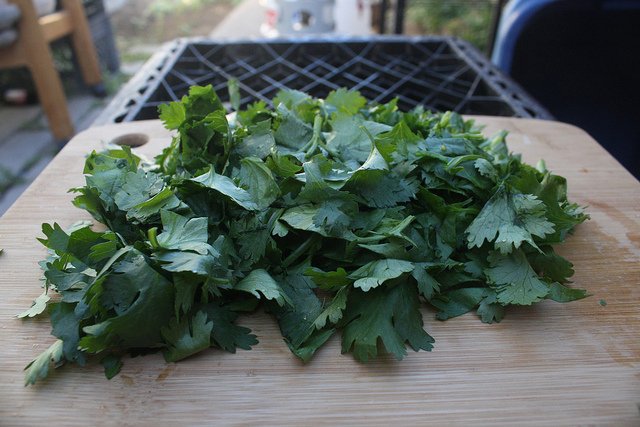 Bunch of Cilantro/Coriander