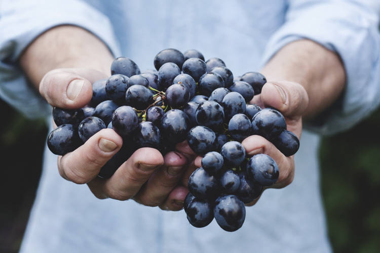 How Many Grapes Hold in a Cup?