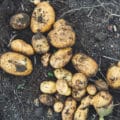 Why It's Important to Wash Potatoes Before Cooking