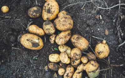 How to Wash Potatoes: A Quick Step Guide