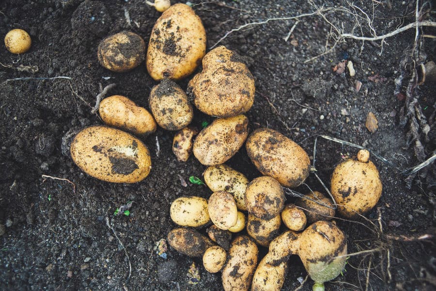 Why It's Important to Wash Potatoes Before Cooking