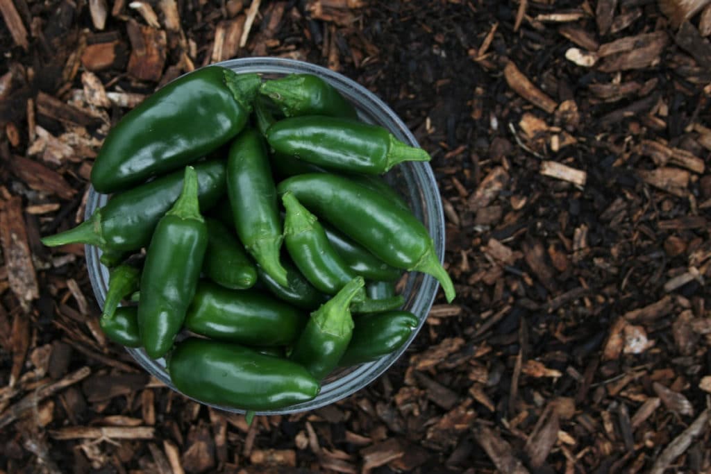 The Best Way to Freeze Fresh Jalapenos
