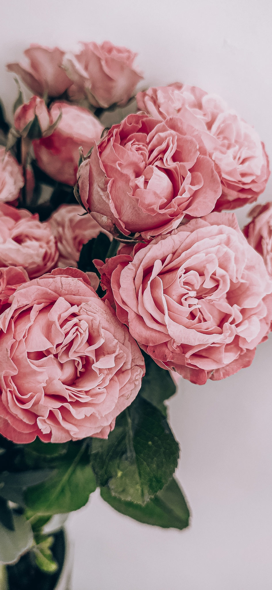 49 Beautiful Rose iPhone Wallpaper HD Quality 