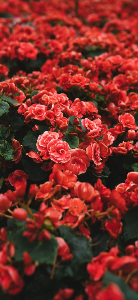 49+ Beautiful Rose iPhone Wallpaper (HD Quality)