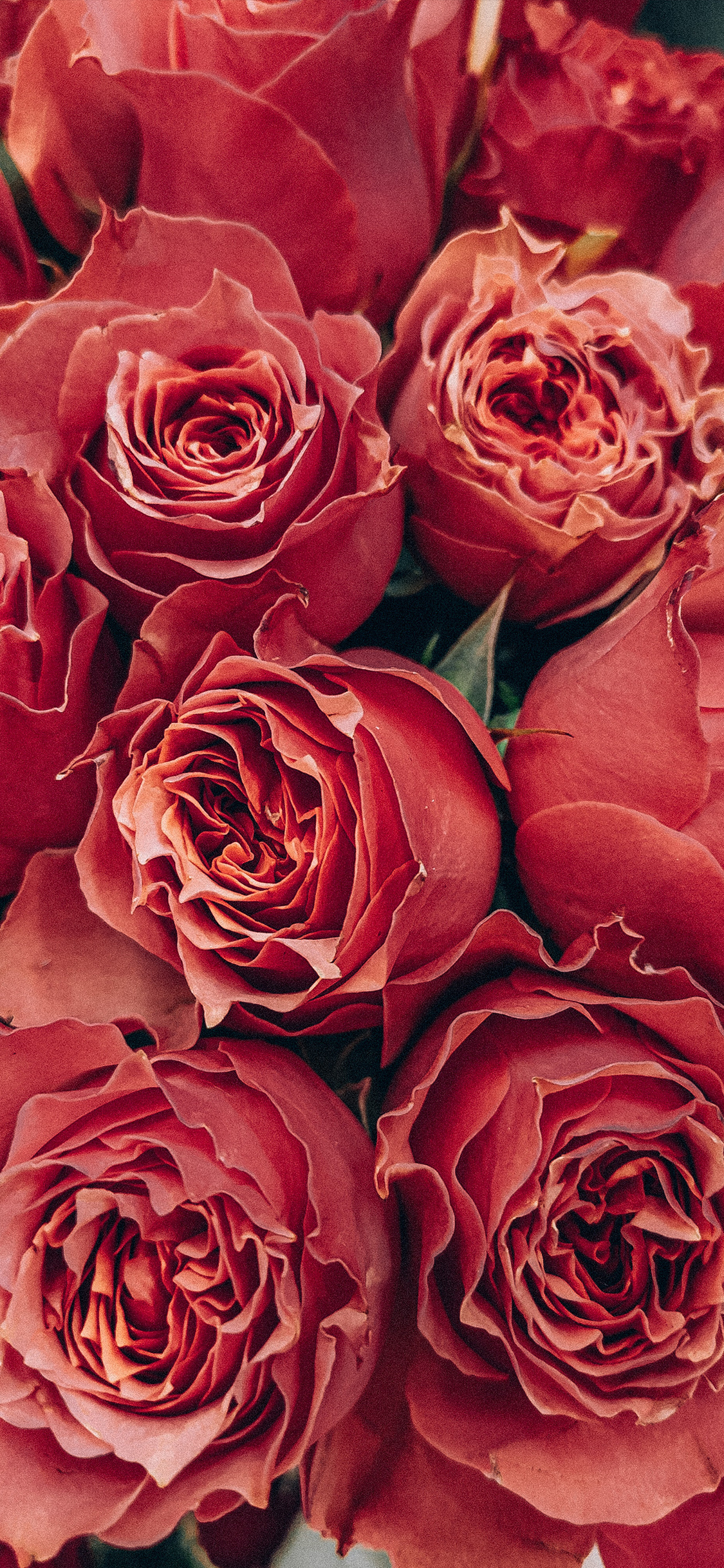 49+ Beautiful Rose iPhone Wallpaper (HD Quality)