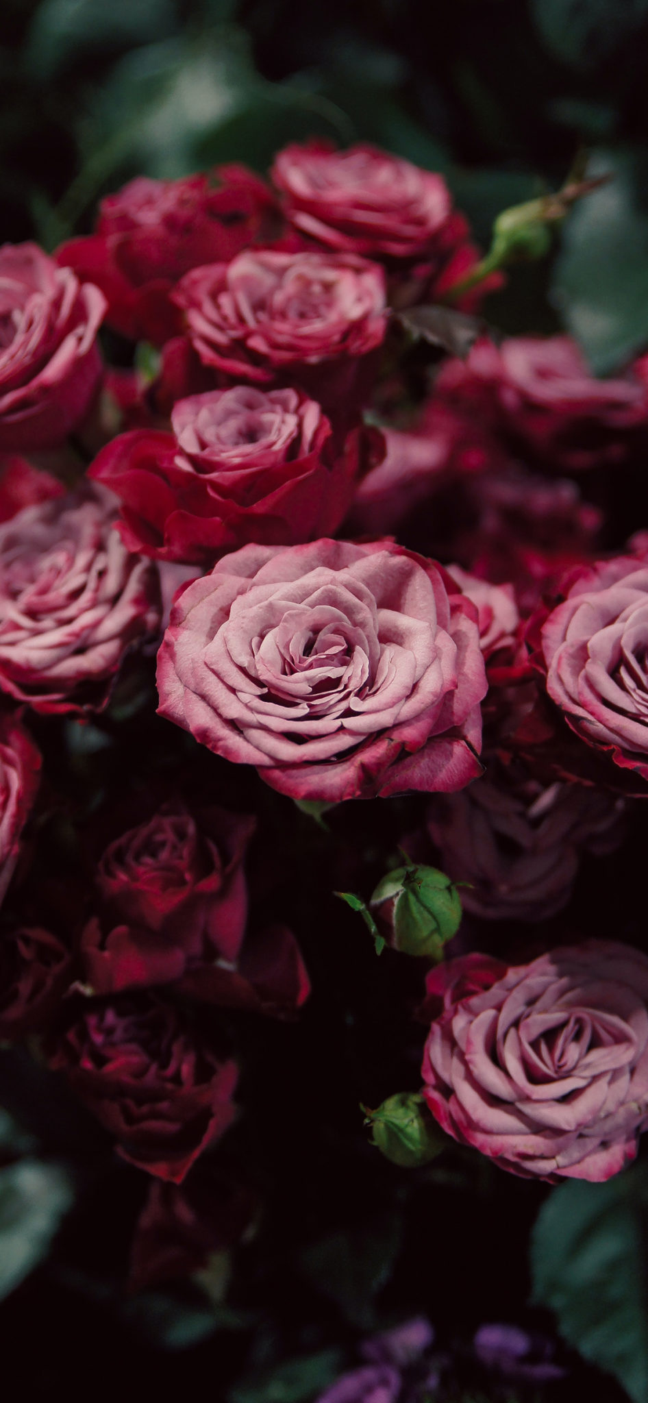 49+ Beautiful Rose iPhone Wallpaper (HD Quality)