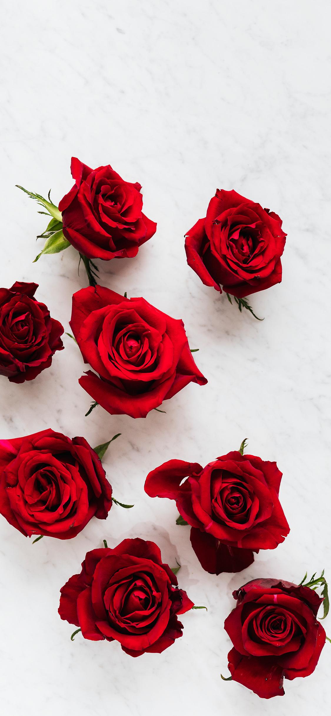 Beautiful Red Roses Flowers iPhone Wallpaper HD iPhone Wallpaper HD