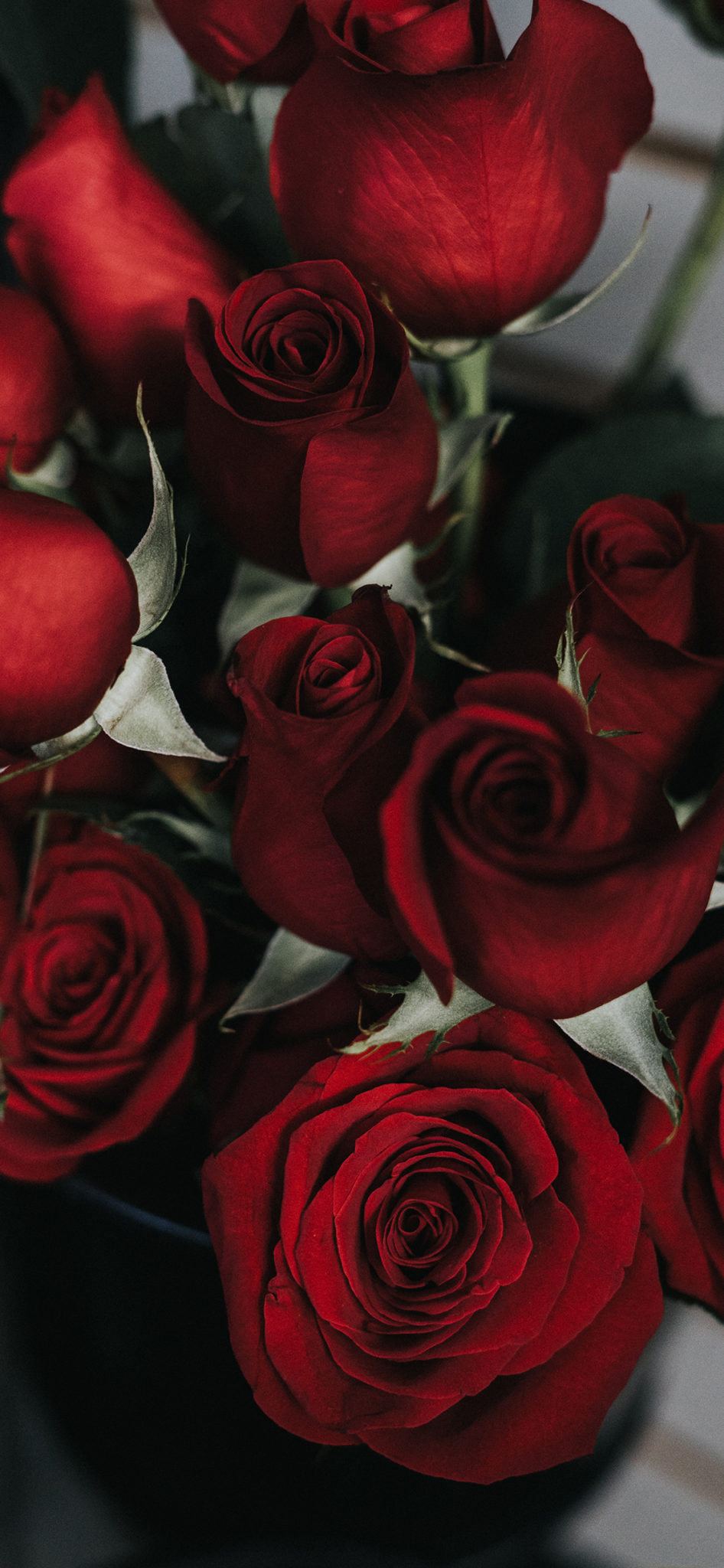 49+ Beautiful Rose iPhone Wallpaper (HD Quality)