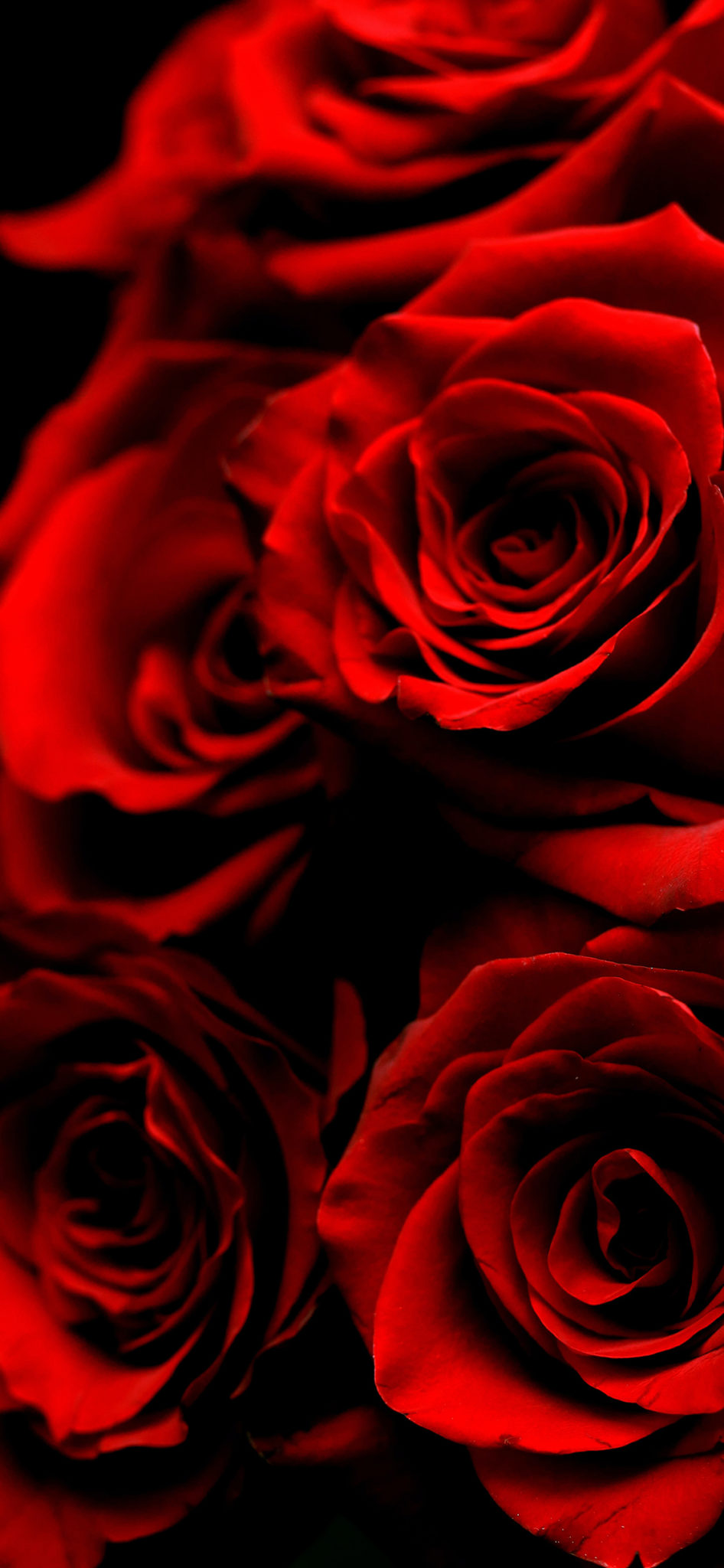 49+ Beautiful Rose iPhone Wallpaper (HD Quality)