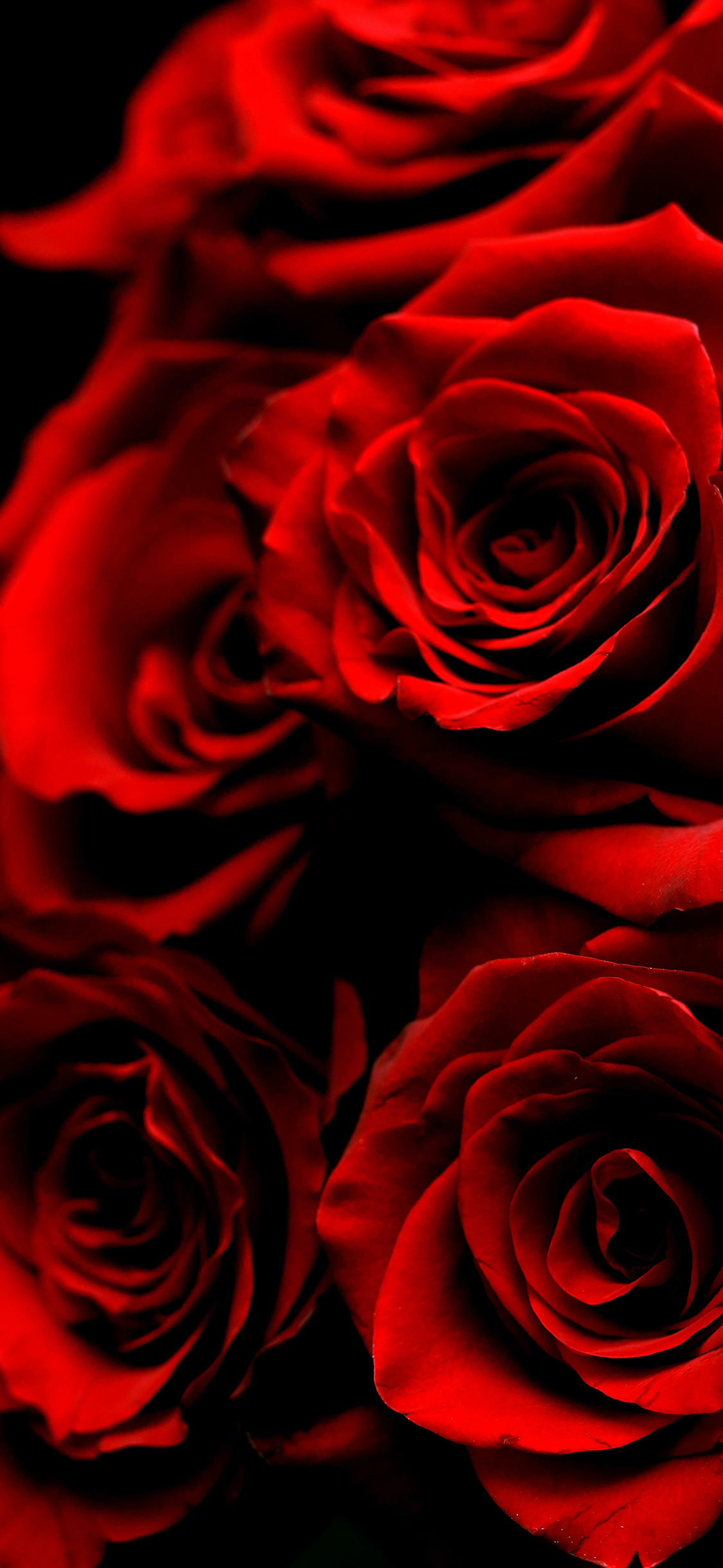 Red Rose iPhone 7 Wallpaper