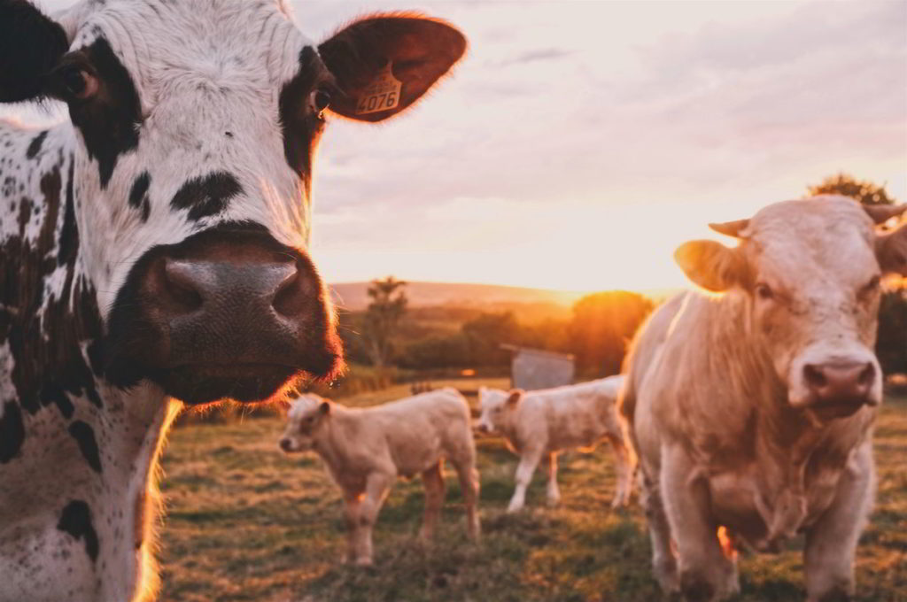 A closeup of 2 cows in the pasture