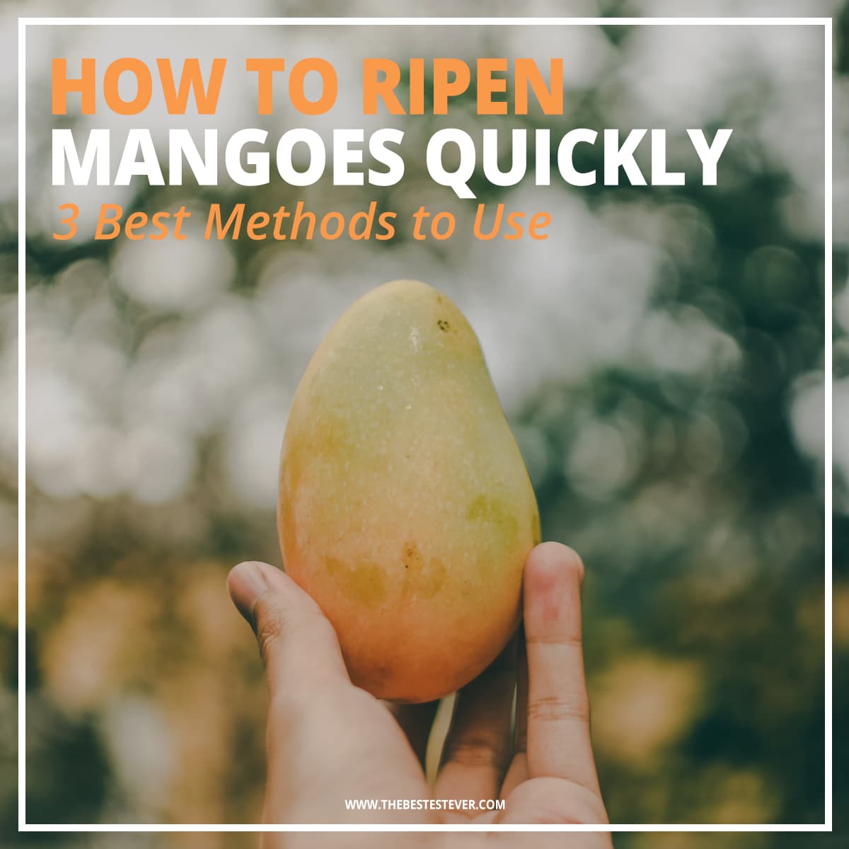 How to Ripen Mangoes Quickly: 3 Best Methods to Use