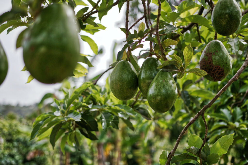 How to Tell If Avocados are Ripe?