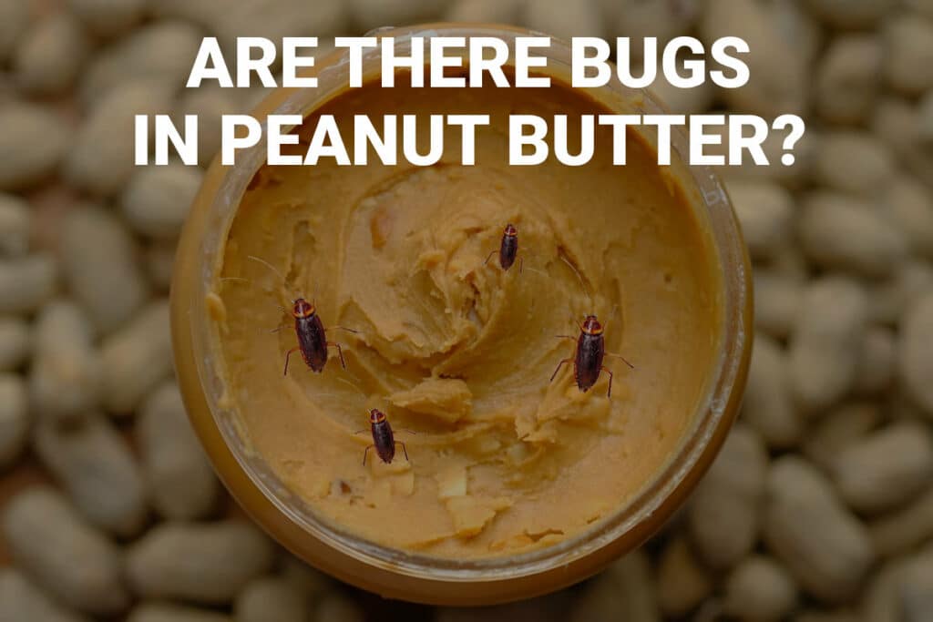 Are There Bugs in Peanut Butter?