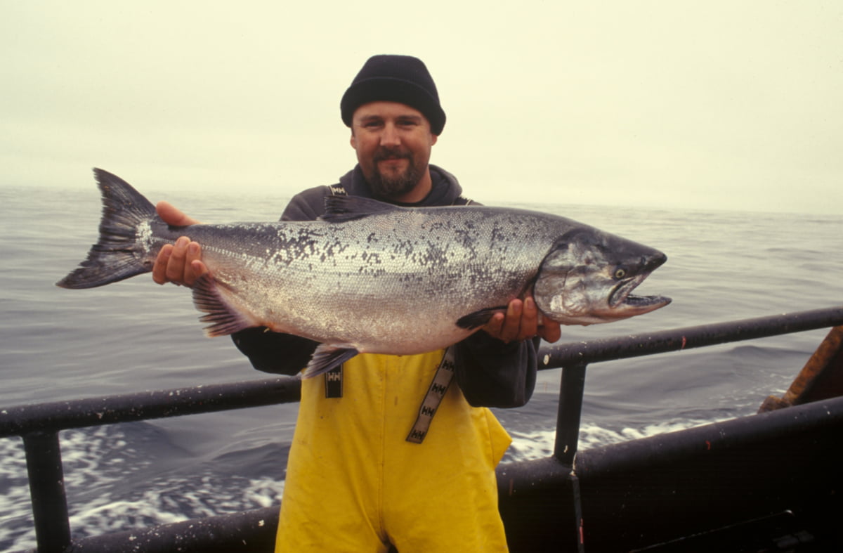 wild-salmon-caught